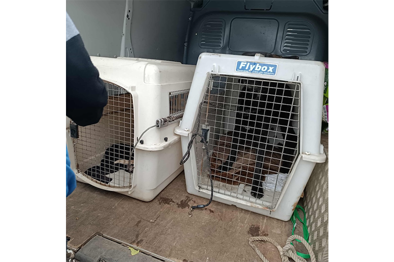 Pilisen kellemetlen jövője lesz a felelőtlen állattartóknak