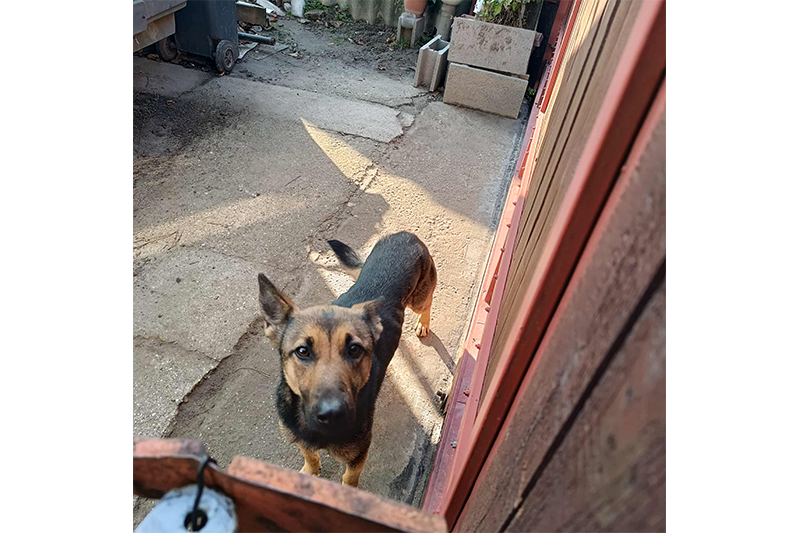 Tájékoztatás állatvédelmi szemléről