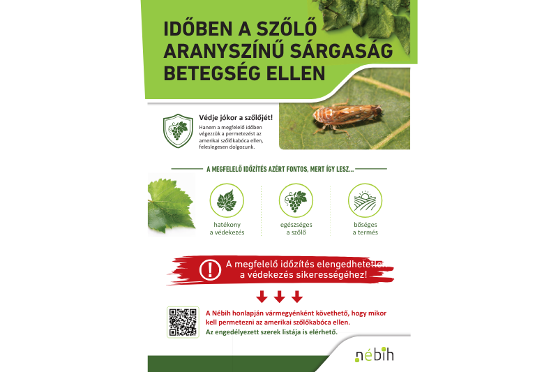 Időben a szőlő aranyszínű sárgaság betegség ellen