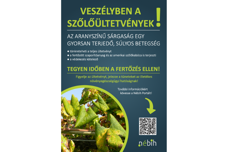 Veszélyben a szőlőültetvények