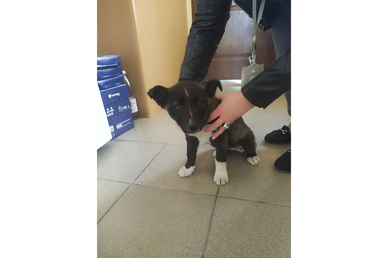 Talált tárgyak és állatok